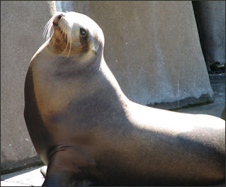 20120522-seal fur seal California_Sea_Lion_001.jpg